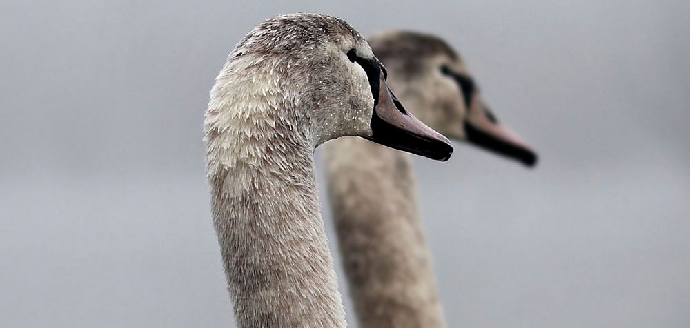 Free swan head image, public domain animal CC0 photo.