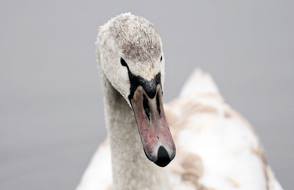 Free mute swan's beak image, public domain animal CC0 photo.