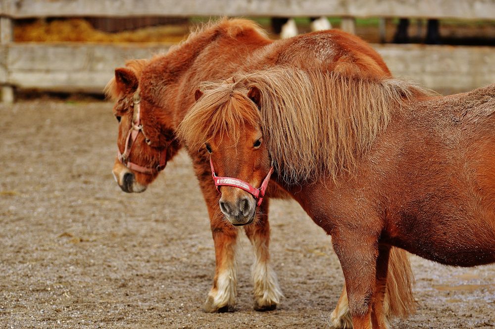 Shetland pony, horse image. Free public domain CC0 photo.