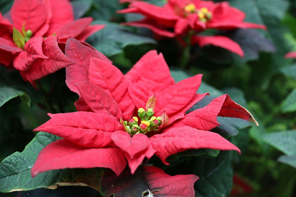 Poinsettia background. Free public domain CC0 photo.