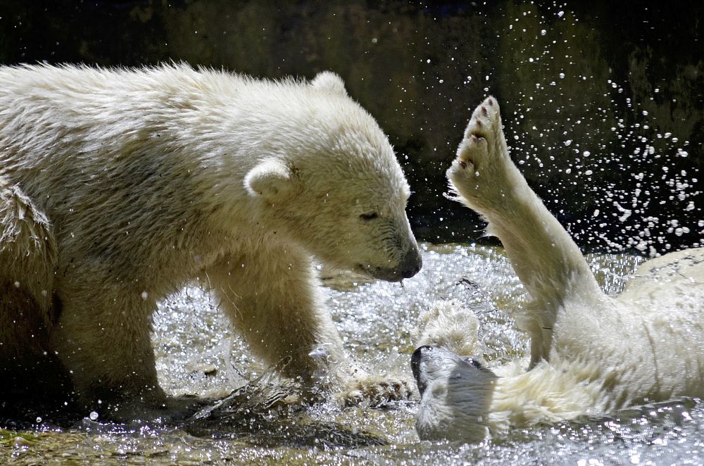 Polar bears playing with each other. Free public domain CC0 photo.