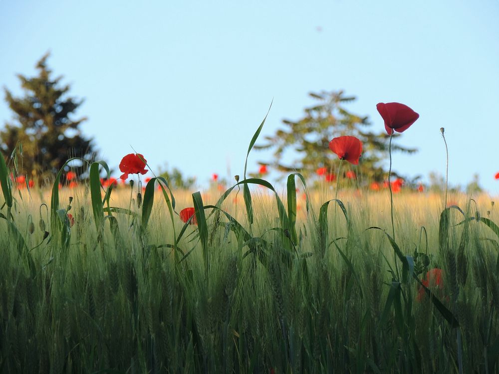 Red poppy field. Free public domain CC0 photo.