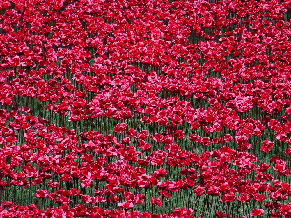 Red poppy field. Free public domain CC0 photo.