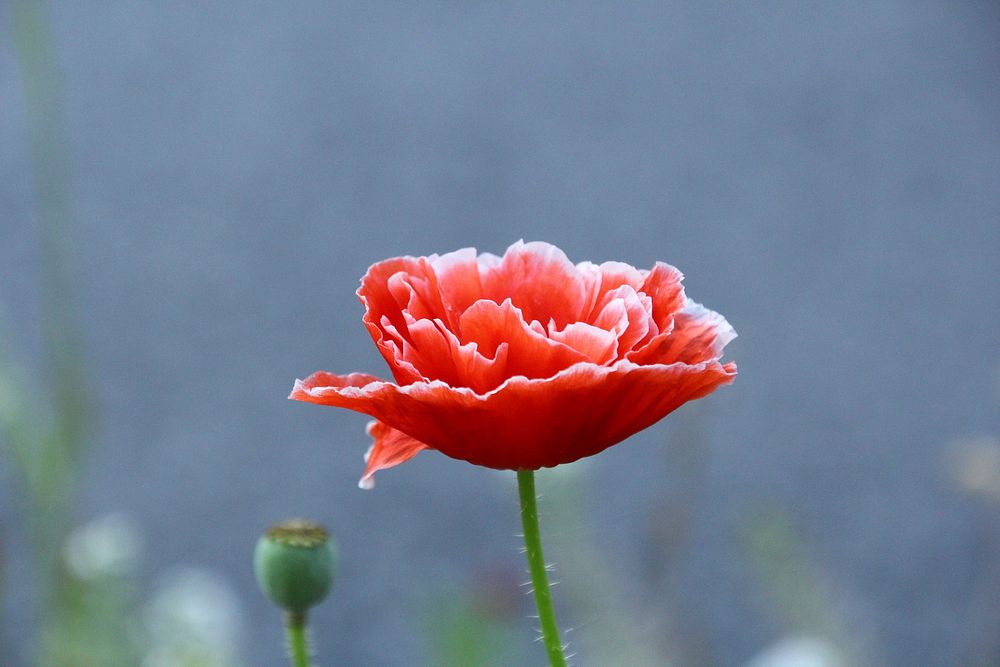 Orange poppy background. Free public domain CC0 photo.