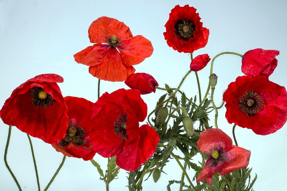Red poppy background. Free public domain CC0 image.