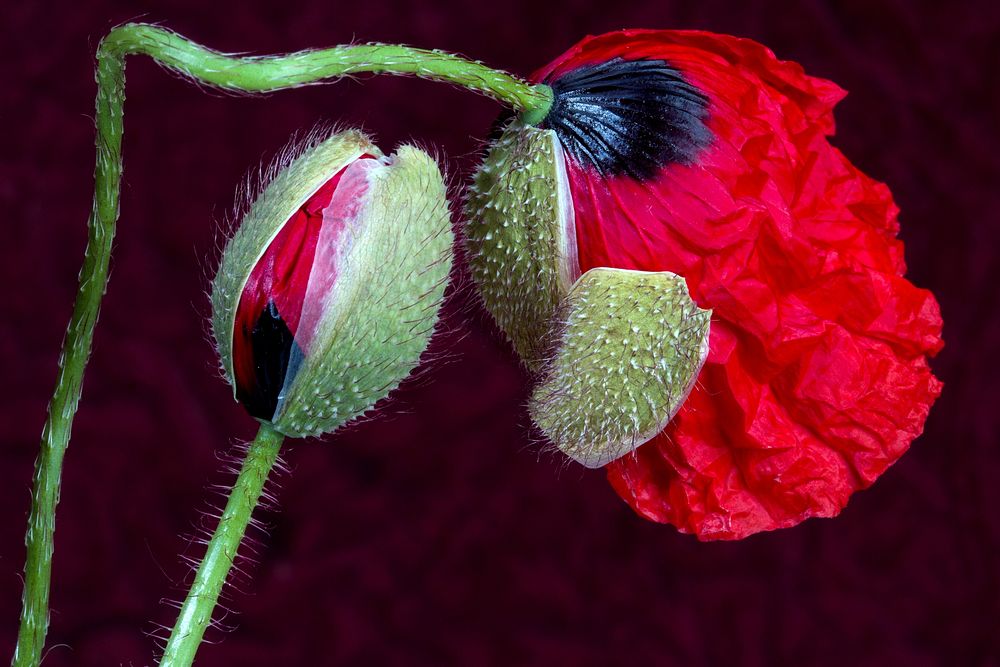 Red poppy bud background. Free public domain CC0 image.