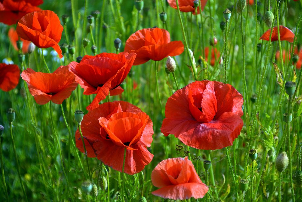 Red poppy background. Free public domain CC0 image.