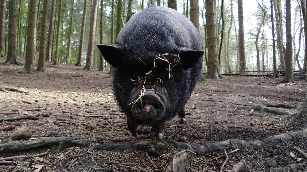 Wild boar. Free public domain CC0 photo.