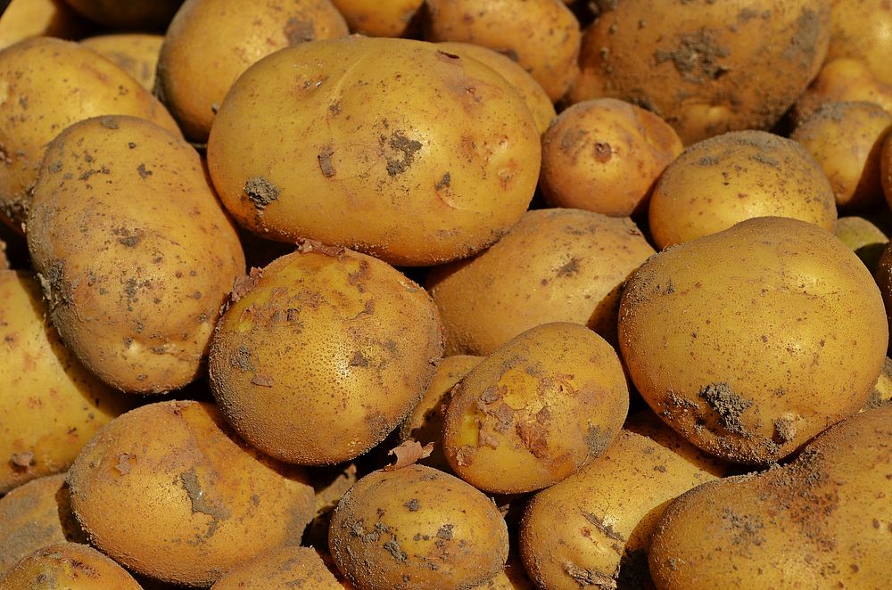 Potatoes, farm produce. Free public domain CC0 image