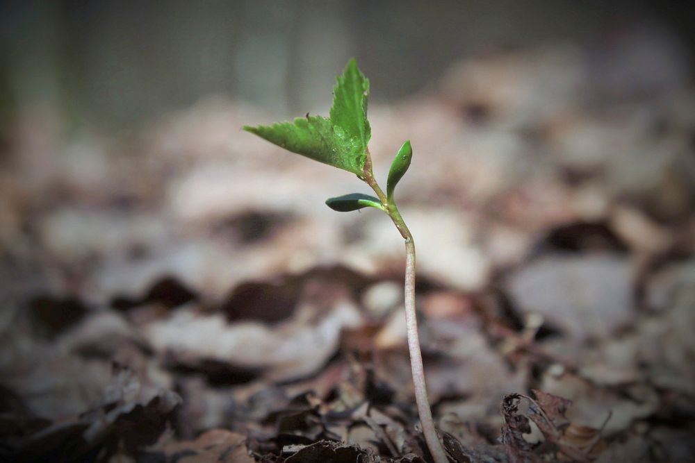 Growing leaf background. Free public domain CC0 photo.