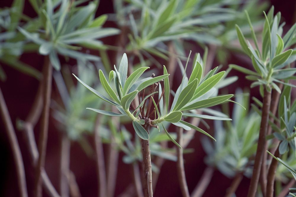 Rosemary. Free public domain CC0 image.