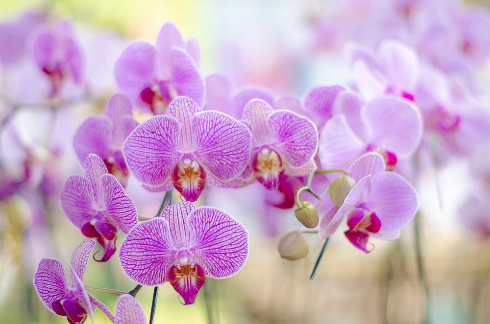 Pink moth orchid background. Free public domain CC0 photo.