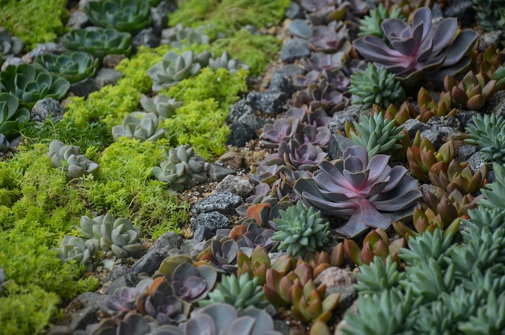 Succulent background. Free public domain CC0 image.