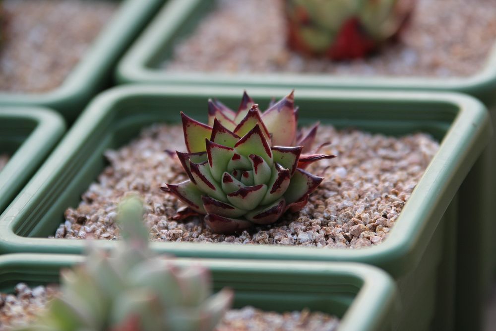 Succulent background. Free public domain CC0 image.