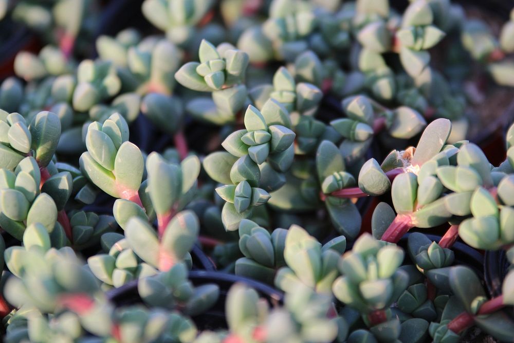 Succulent background. Free public domain CC0 image.