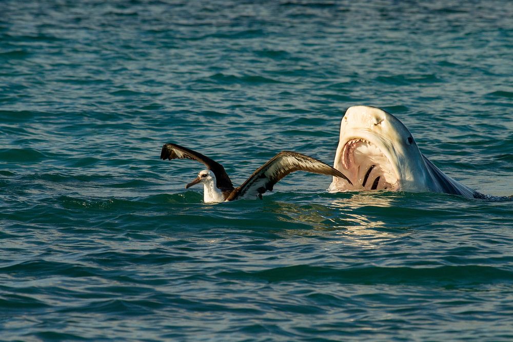 Shark hunting a seagull. Free public domain CC0 photo/image.