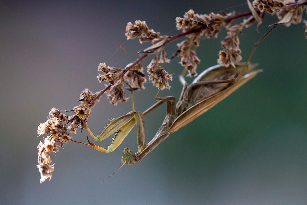 European mantis. Free public domain CC0 image.