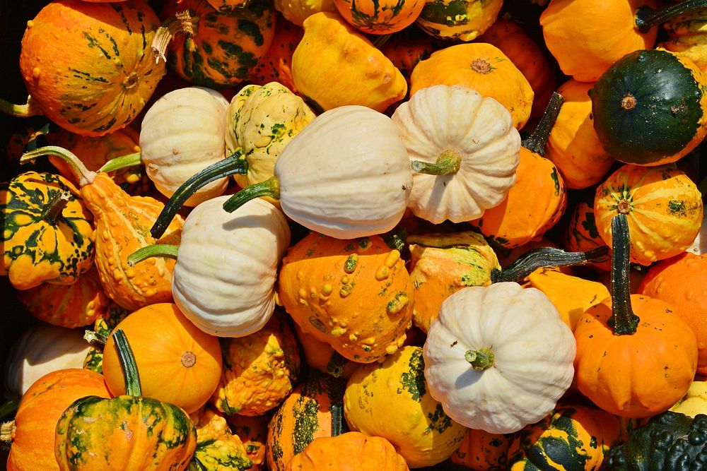 Variety of pumpkins in a pile. Free public domain CC0 photo.