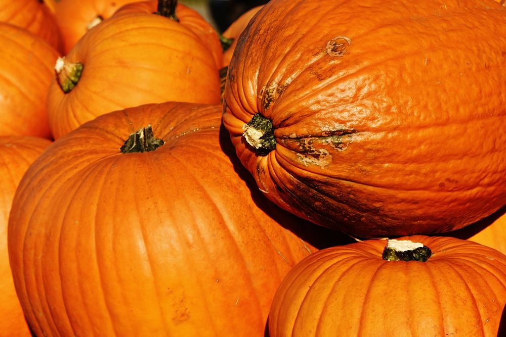 Closeup on pile of pumpkins. Free public domain CC0 photo.