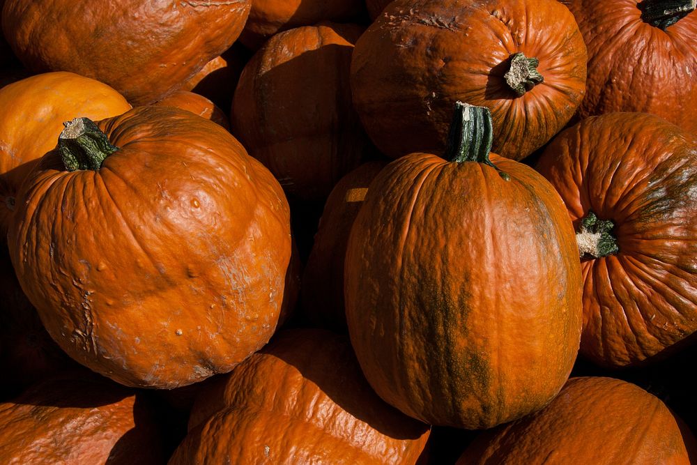 Closeup on pile of pumpkins. Free public domain CC0 photo.