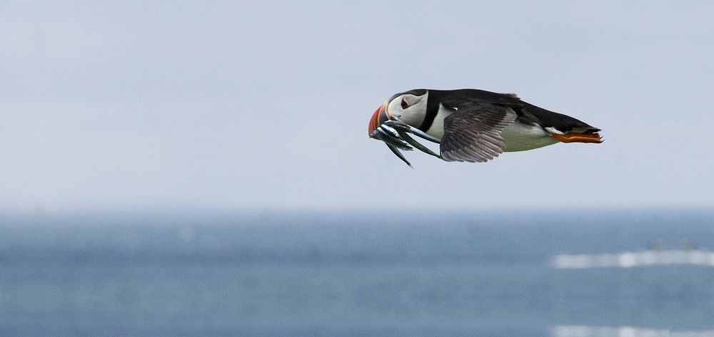 Puffin bird flying close up. Free public domain CC0 image.