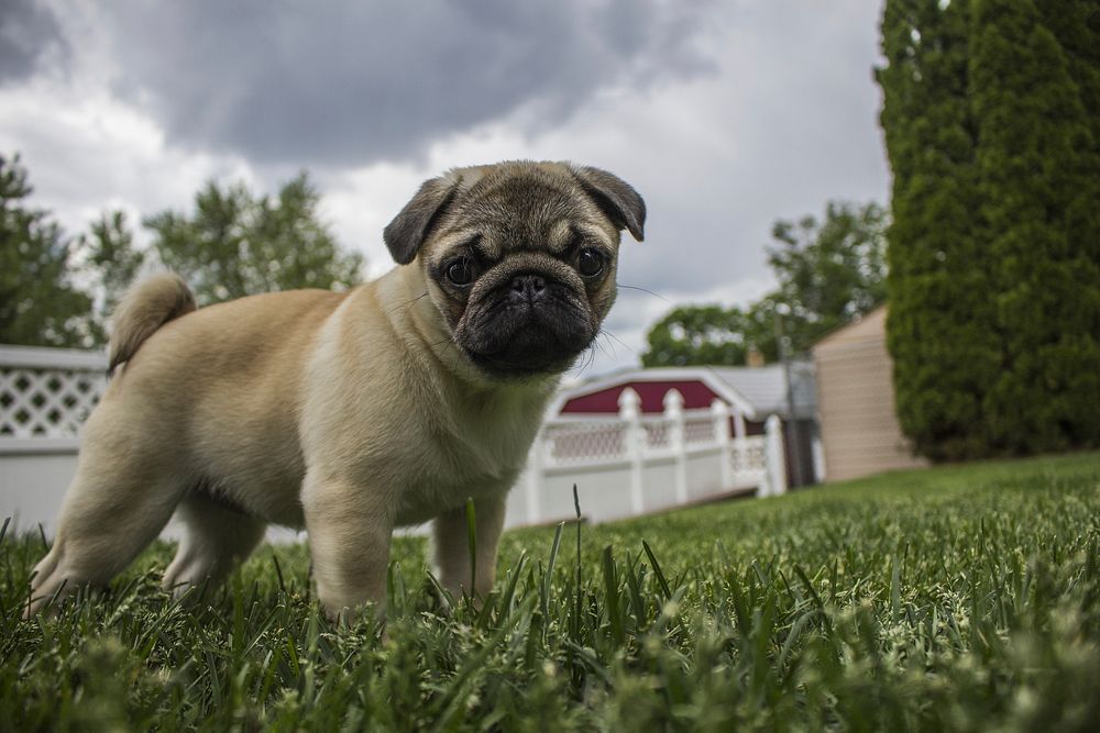 Pug standing on grass. Free public domain CC0 photo.