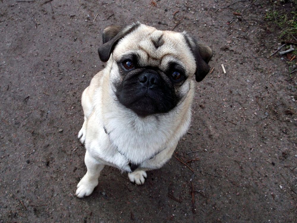 Pug dog. Free public domain CC0 photo.