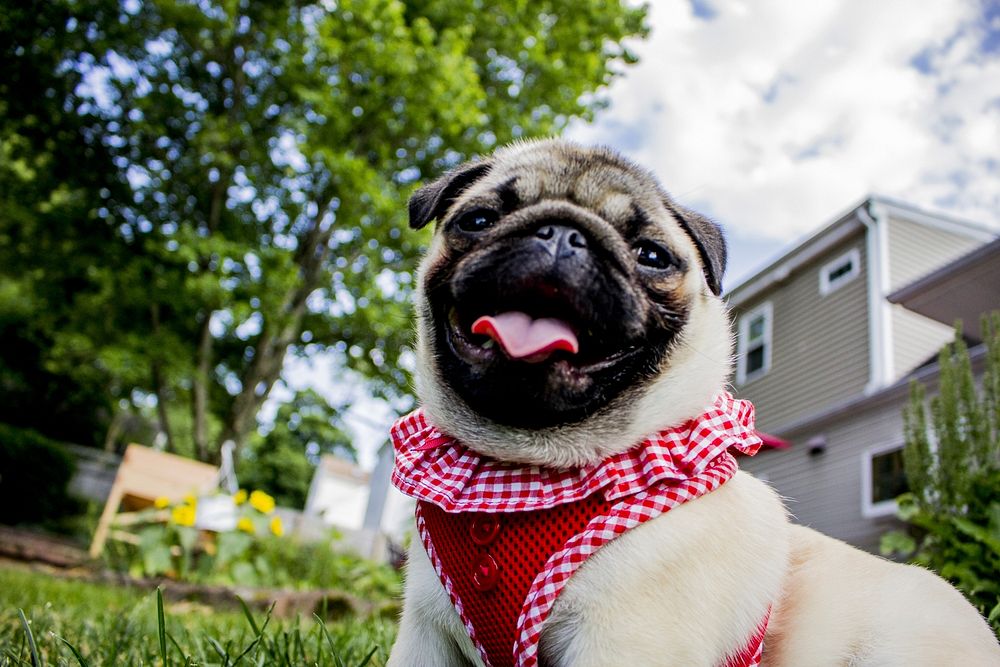 Pug dog wearing red shirt. Free public domain CC0 photo.