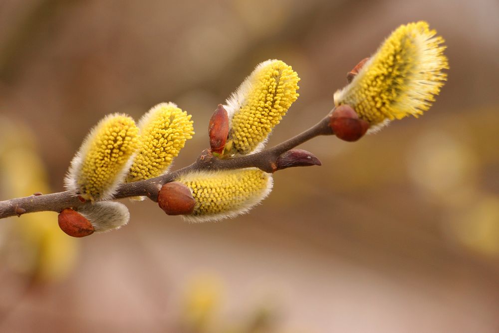 Chestnut. Free public domain CC0 image.