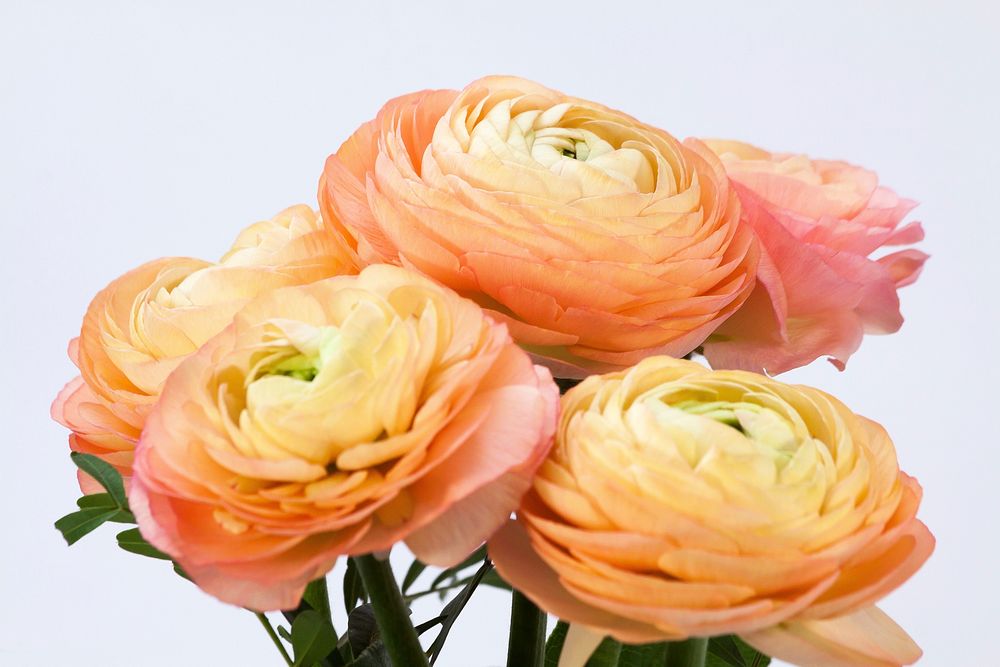 Orange ranunculus flowers.  Free public domain CC0 photo.