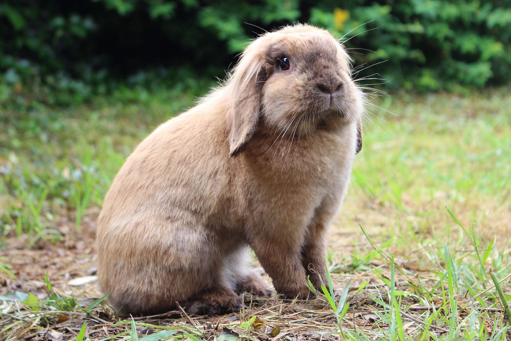 Cute rabbit on the field. Free public domain CC0 image.