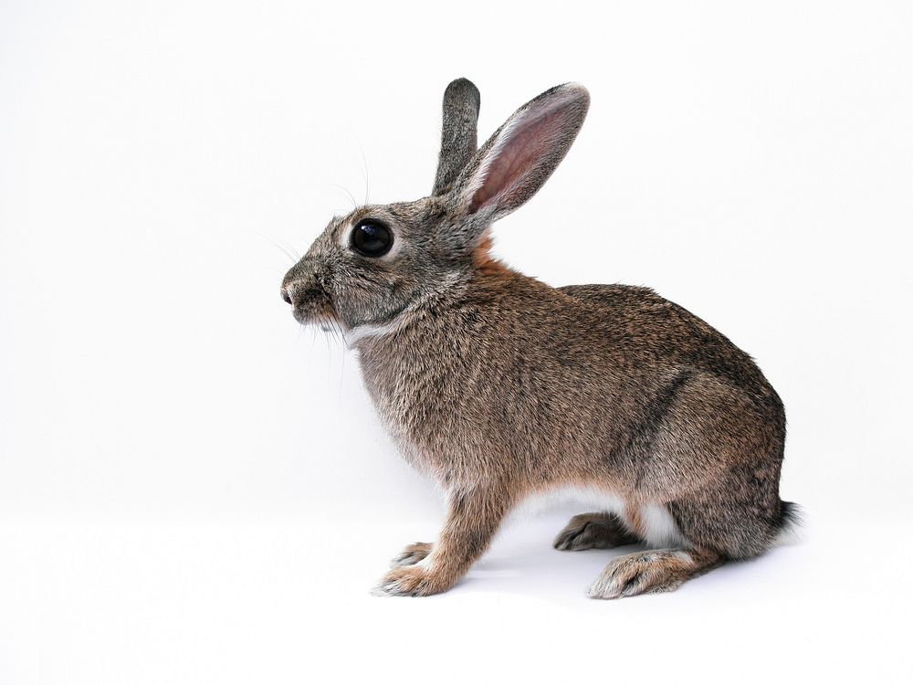 Cute rabbit on white background. Free public domain CC0 image.