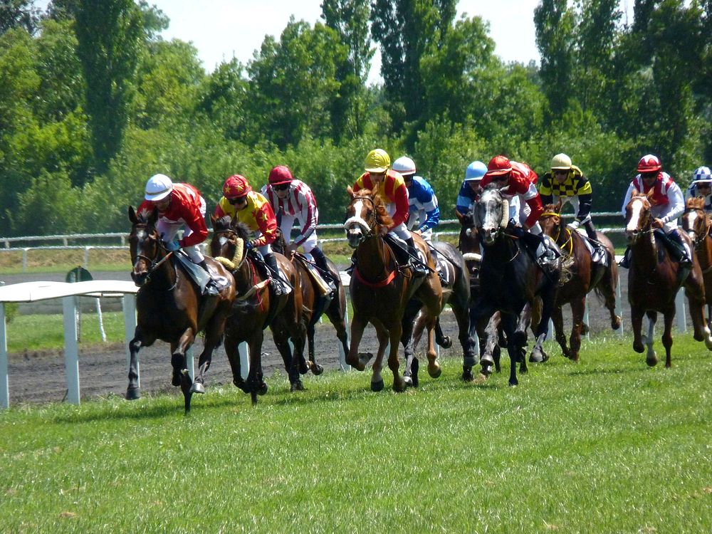 Horse racing, unknown location - 11 September 2016
