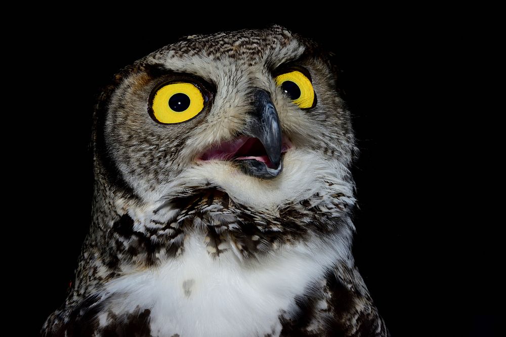 Great horned owl dark closeup. Free public domain CC0 photo.