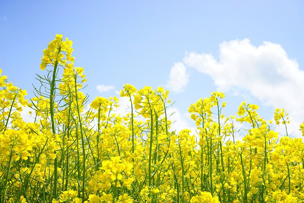 Rape flower. Free public domain CC0 image.