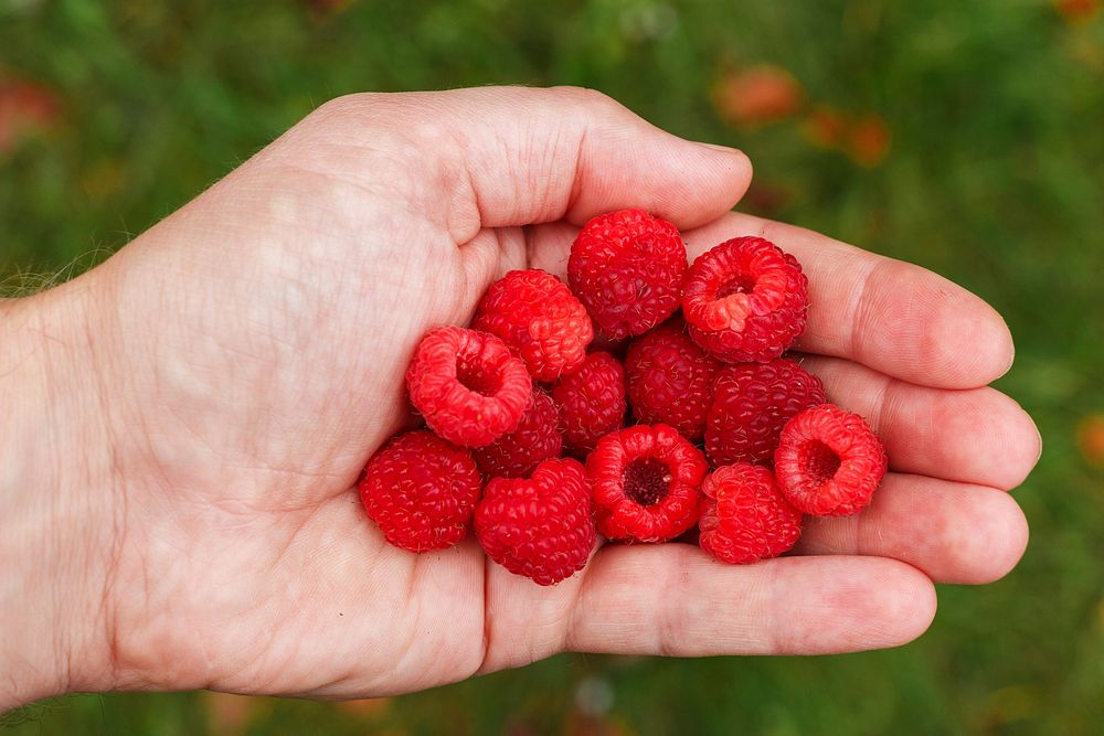 Red raspberries in hand. Free public domain CC0 photo. 