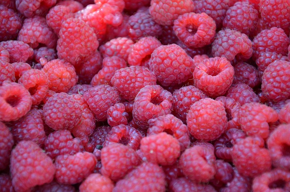 Closeup on pile of red raspberries. Free public domain CC0 photo. 