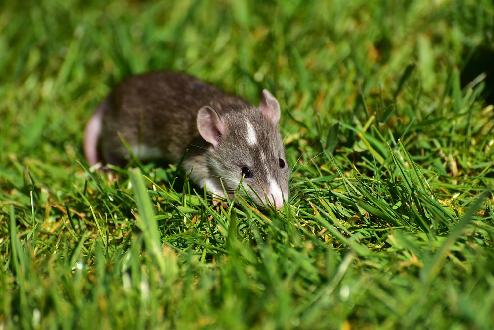 Cute mouse walking on grass. Free public domain CC0 image.