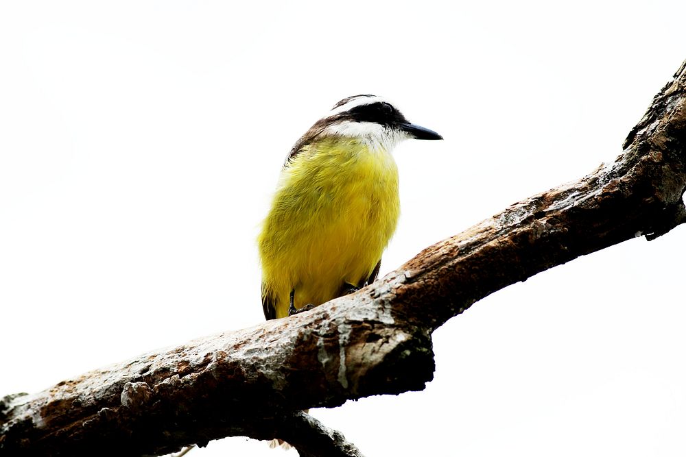 Small bird perched on branch, wildlife photography. Free public domain CC0 image.