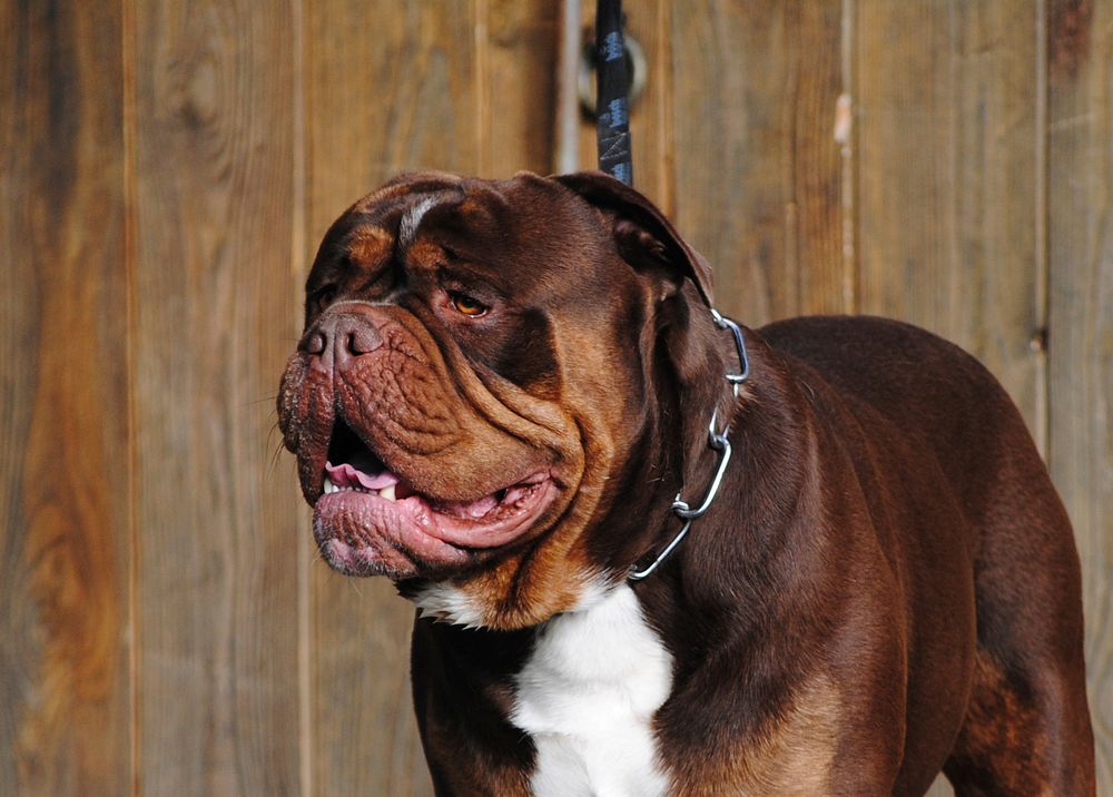 Brown bulldog portrait. Free public domain CC0 photo.