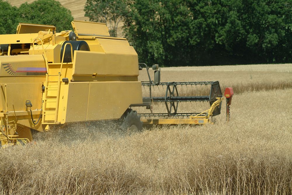 Agricultural wheat field. Free public domain CC0 photo.