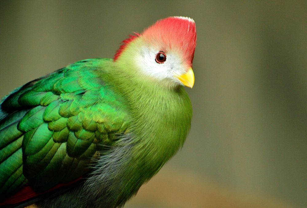 Re crested turaco, bird photography. Free public domain CC0 image.