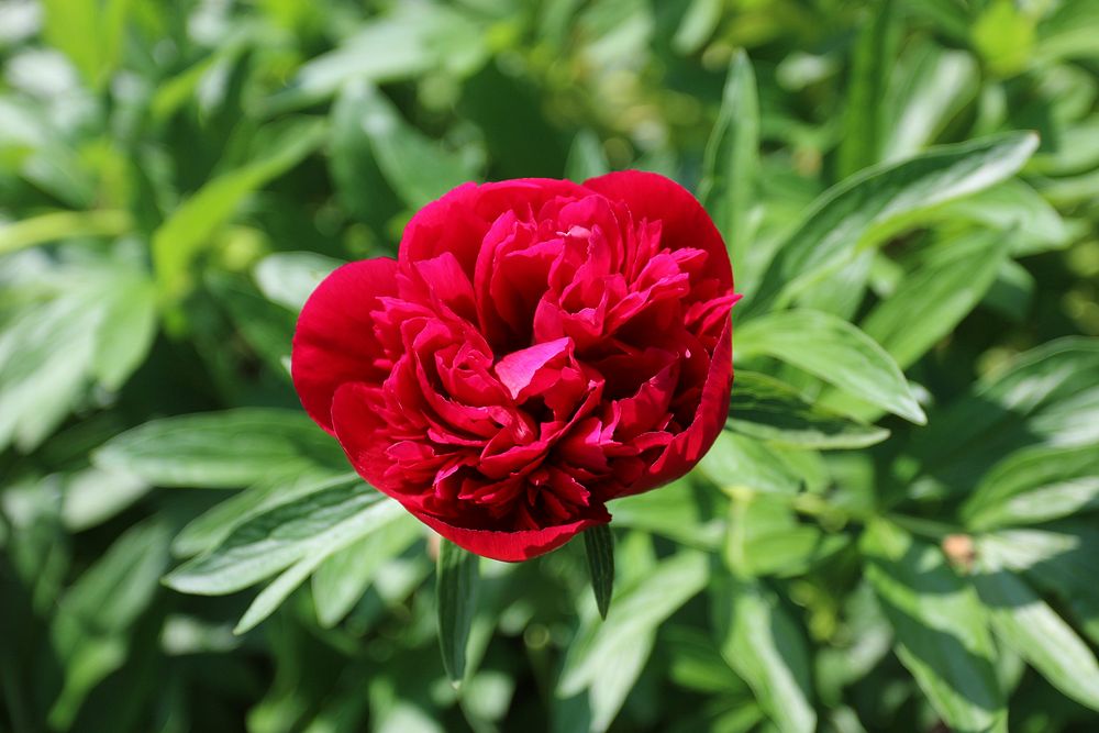 Red peony background. Free public domain CC0 image.