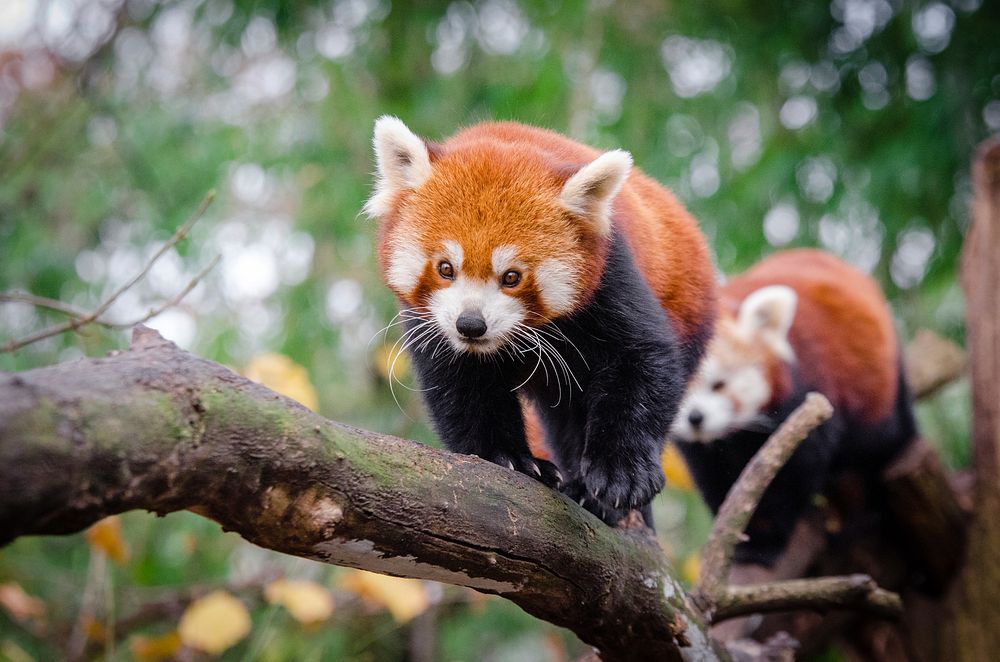 Cute red panda background, wildlife image. Free public domain CC0 photo.