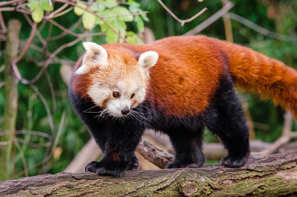 Cute red panda background, wildlife image. Free public domain CC0 photo.