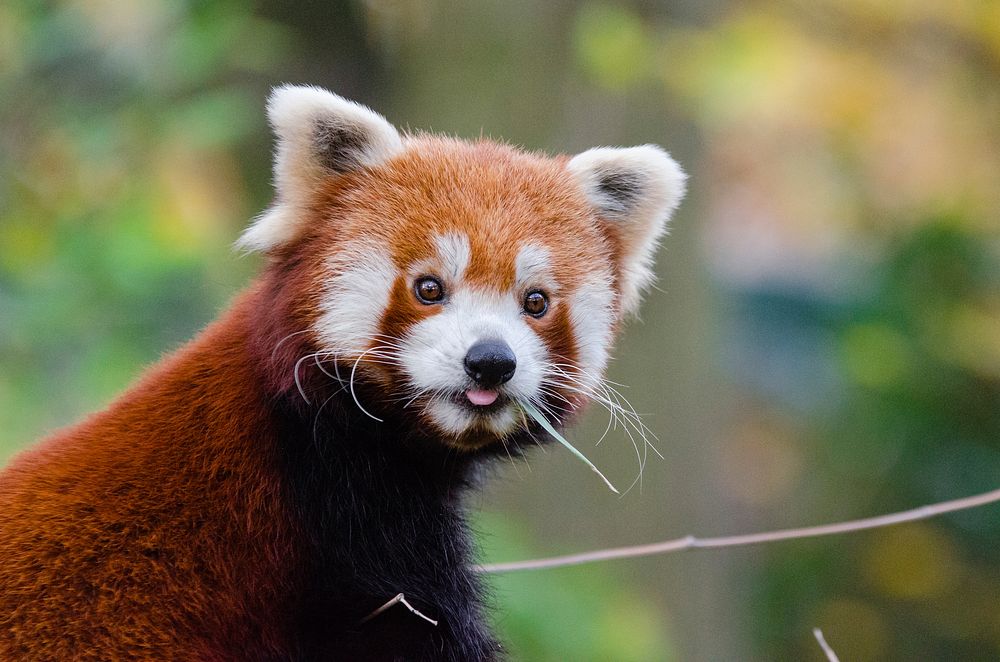 Cute red panda background, wildlife image. Free public domain CC0 photo.