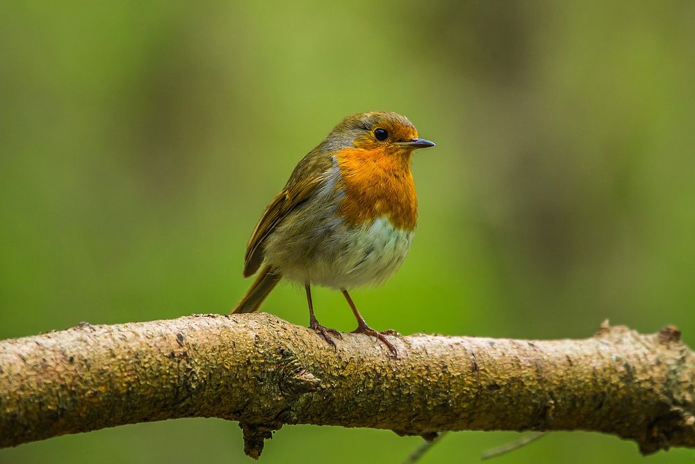 Robin bird in tree. Free public domain CC0 image.