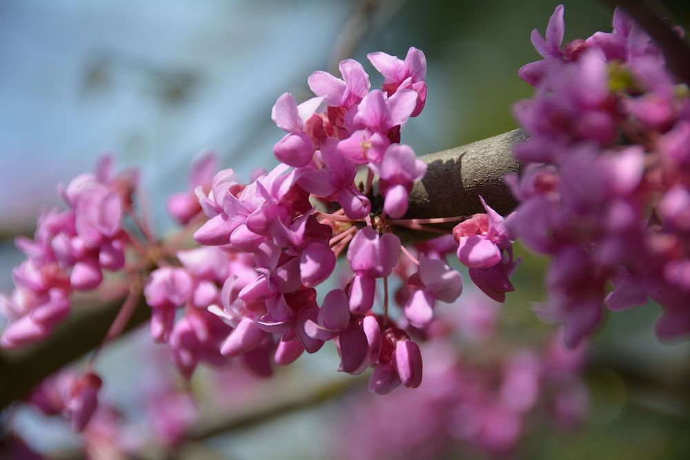 Pink flower. Free public domain CC0 image.