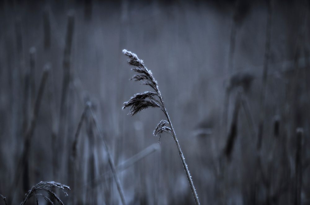 Grass flower. Free public domain CC0 photo.