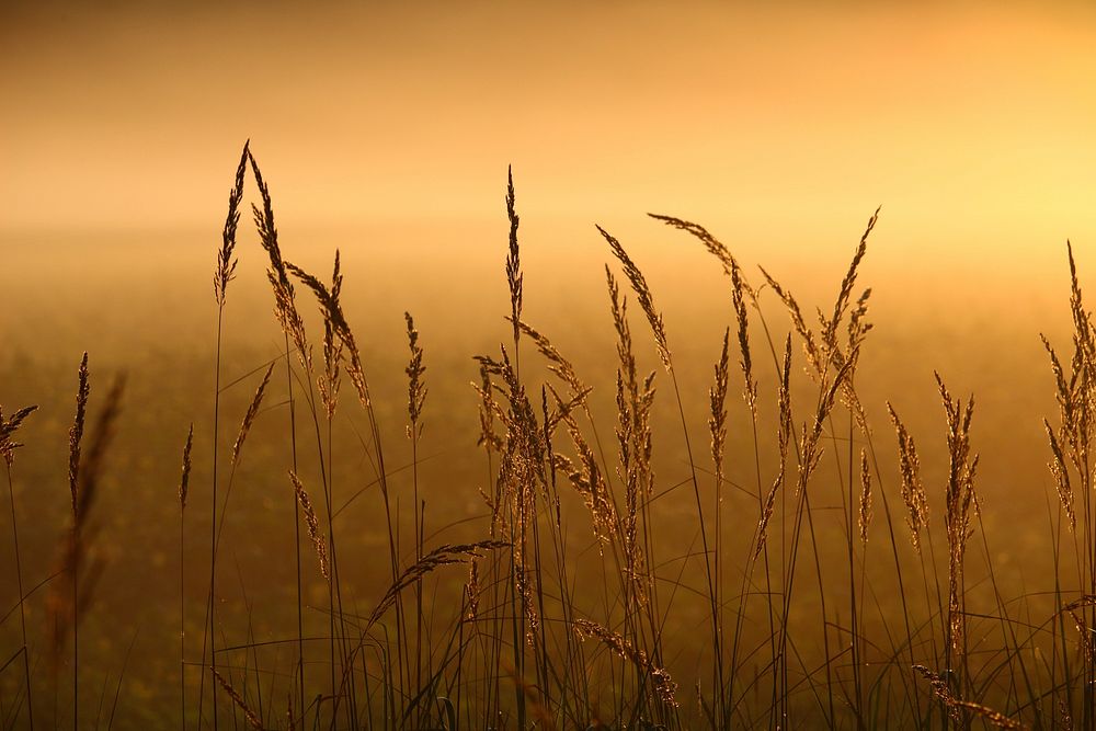 Nature at golden hour. Free public domain CC0 image.